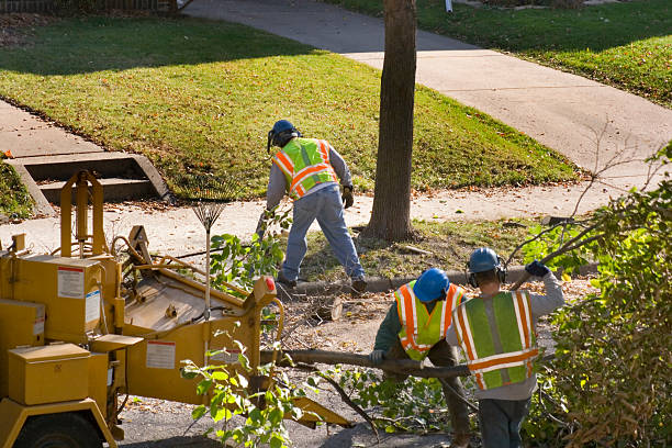 How Our Tree Care Process Works  in Arcadia, CA